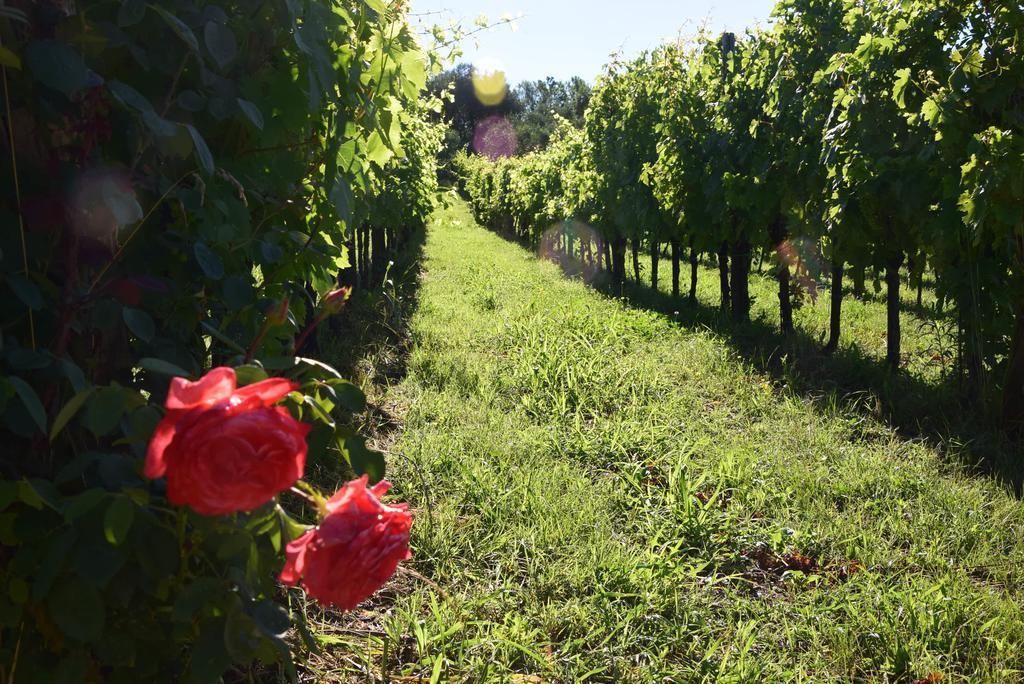 Agriturismo Podere Villa Alessi Cinto Euganeo 외부 사진